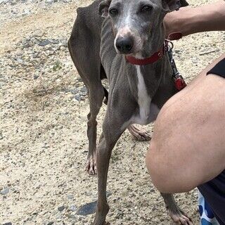 イタグレ5歳里親募集