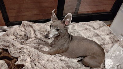 ドッググランピング滋賀高島イタグレ (5)