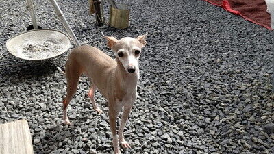 イタグレBBQライクレ家 (2)