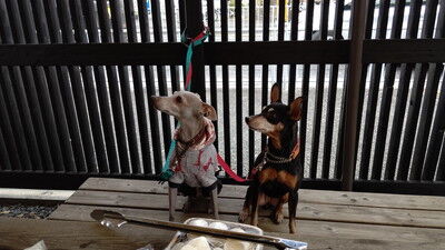 イタグレBBQハムカツ家