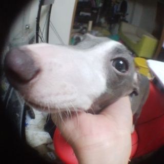 8ヶ月イタグレ里親募集