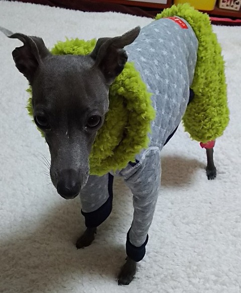 イタグレ服_こまり1