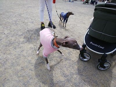 パートナードッグカーニバル15
