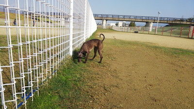 花園ドッグラン (2)