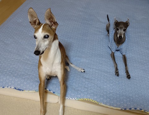 イタグレジェイこまり