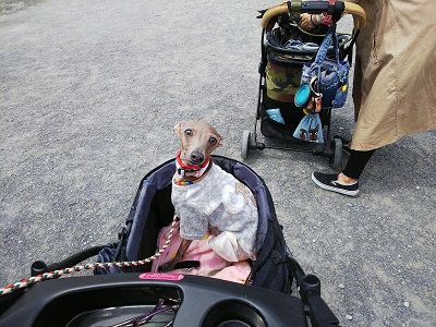 パートナードッグカーニバル5