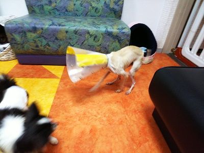 保護犬カフェオンリーわん4