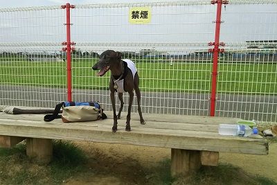 花園_イタグレ_常守