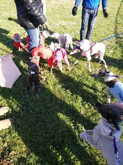 海ふれドッグラン13