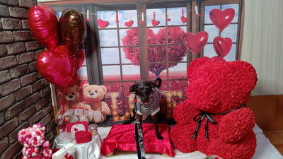 ドッグカフェアムールワン (8)