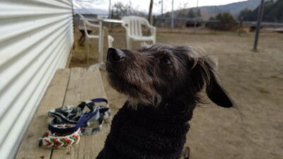 森のラッキーガーデン犬 (9)