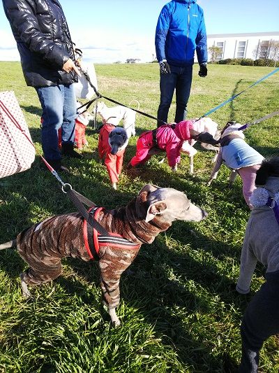 海ふれドッグラン14