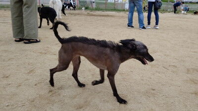 イタプーとチワプー (8)