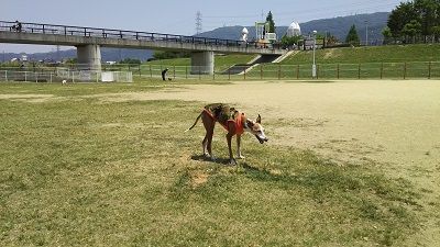 花園中央公園ドッグラン2