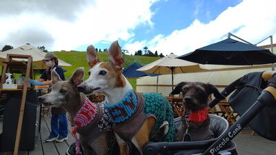 びわこ函館山 (9)