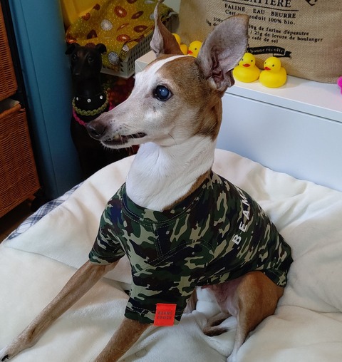 ビームスデザイン犬服イタグレ (9)