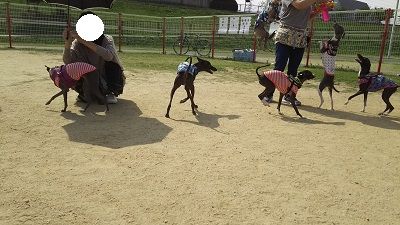 花園ドッグラン3