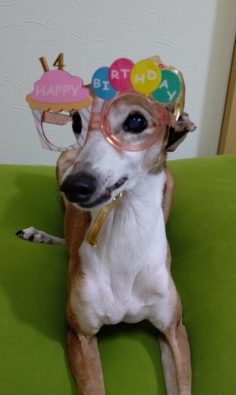 イタグレジェイ14歳誕生日 (3)