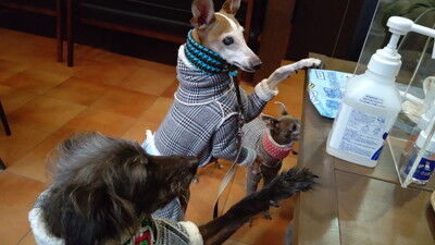 ドッグカフェアムールワン (6)