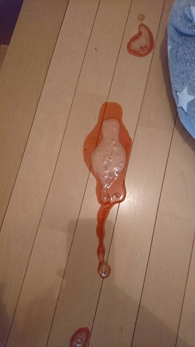 イタグレこまり嘔吐2