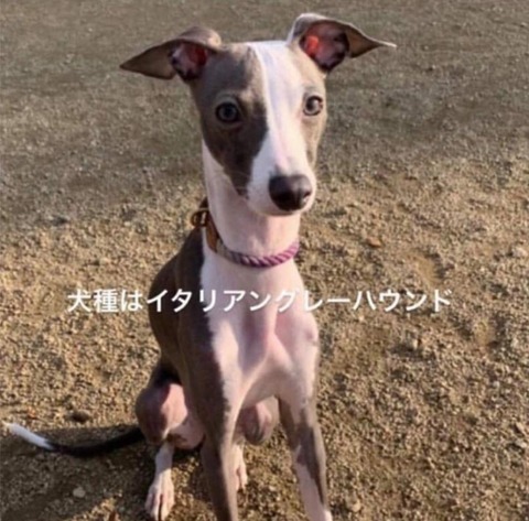 イタグレ迷子ペロ