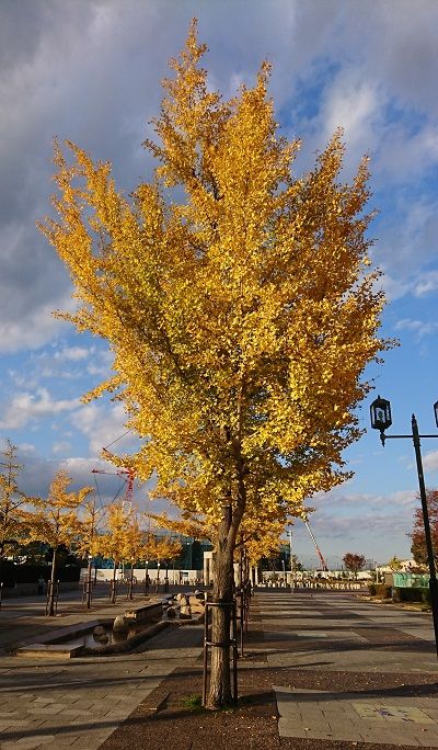 花園中央公園紅葉2