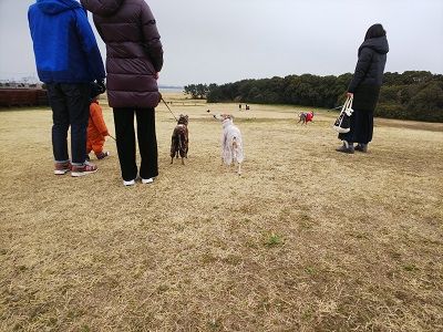 海ふれイタグレ12