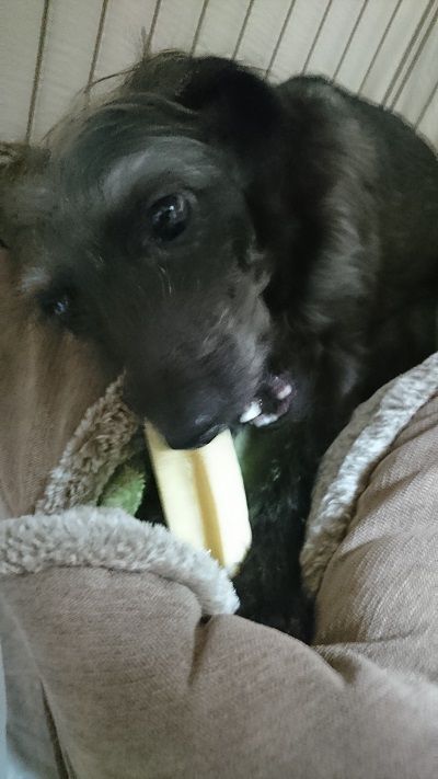 最近また店頭で見かけるヒマチー こまりーーーーーんこ