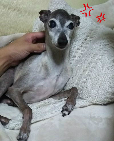 アル_白内障進行防止6