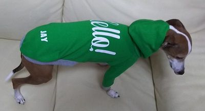 イタグレ_ジェイ2