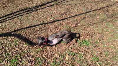 ロゴスランドドッグラン (15)