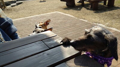 せせらぎの里こうらイタグレ (11)