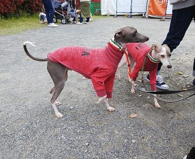 パートナードッグカーニバル11