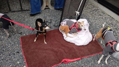 イタグレBBQマピール家 (3)