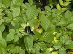 RIMG0223