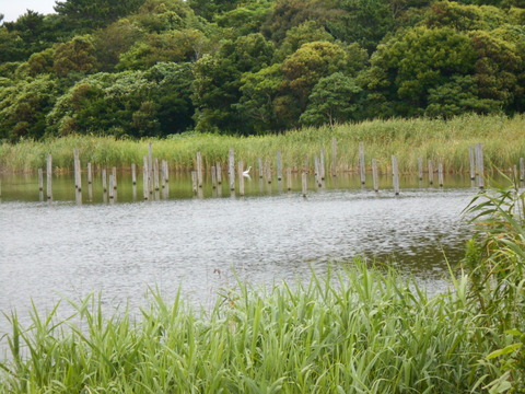 DSCN5951