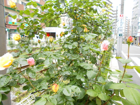 DSCN8217