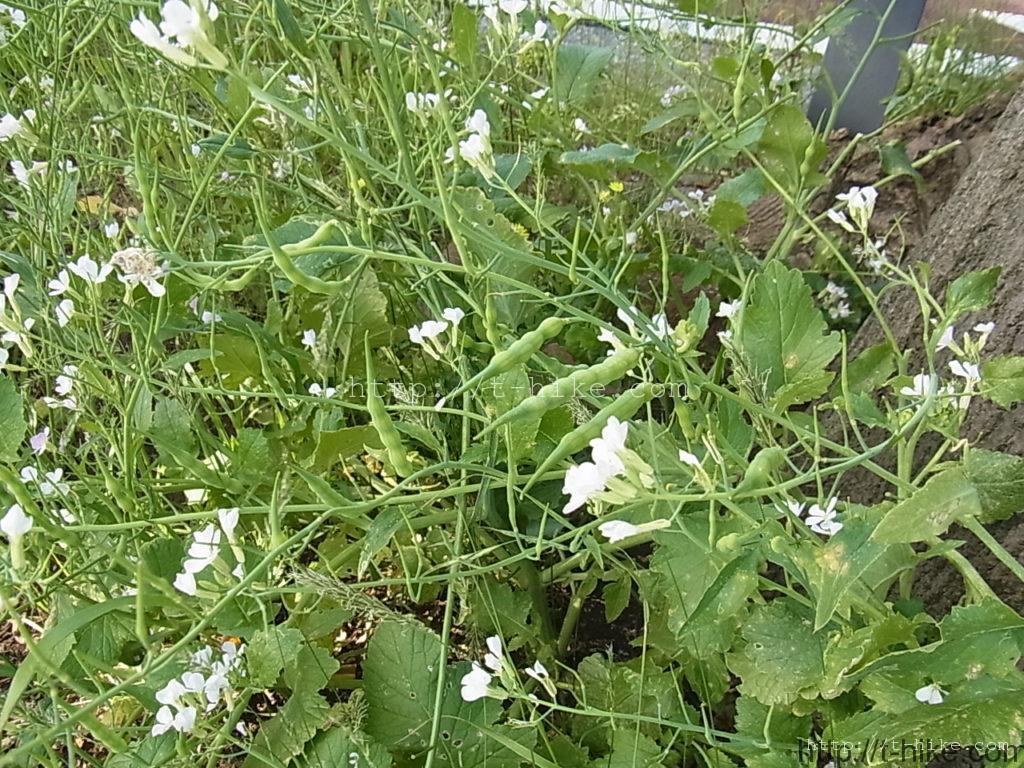 RIMG0226