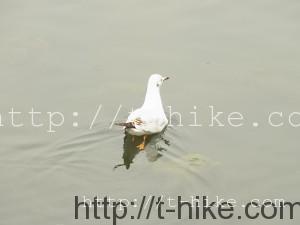 RIMG0474