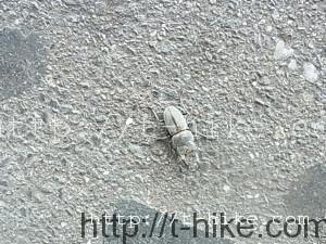 RIMG0066