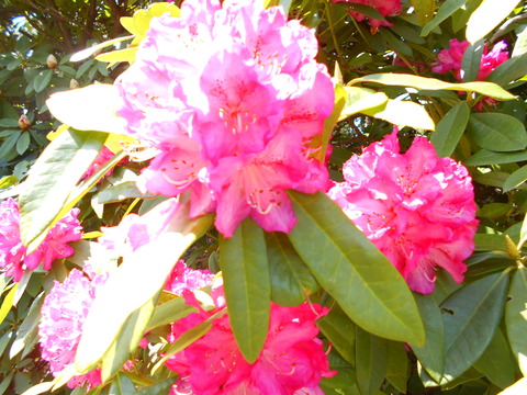 DSCN7323