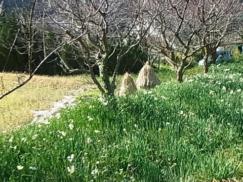 RIMG0923