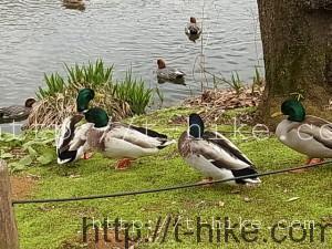RIMG0335