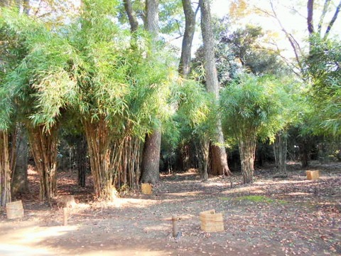 DSCN0650