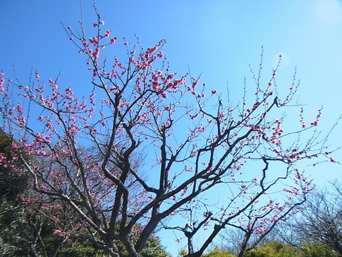 RIMG0654