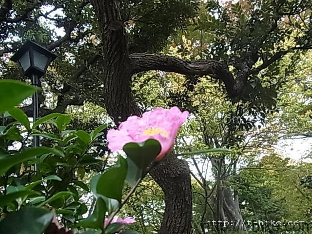 RIMG0608