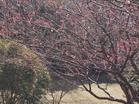 DSCN4811 (1)