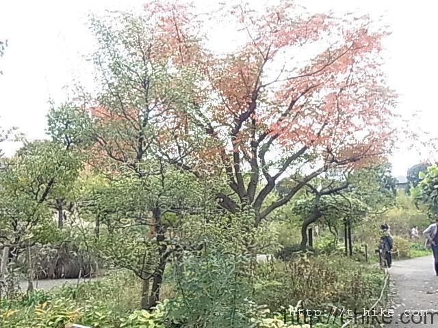 RIMG0611