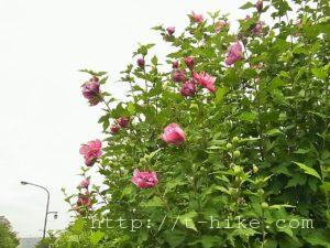 RIMG0455