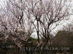 RIMG0312